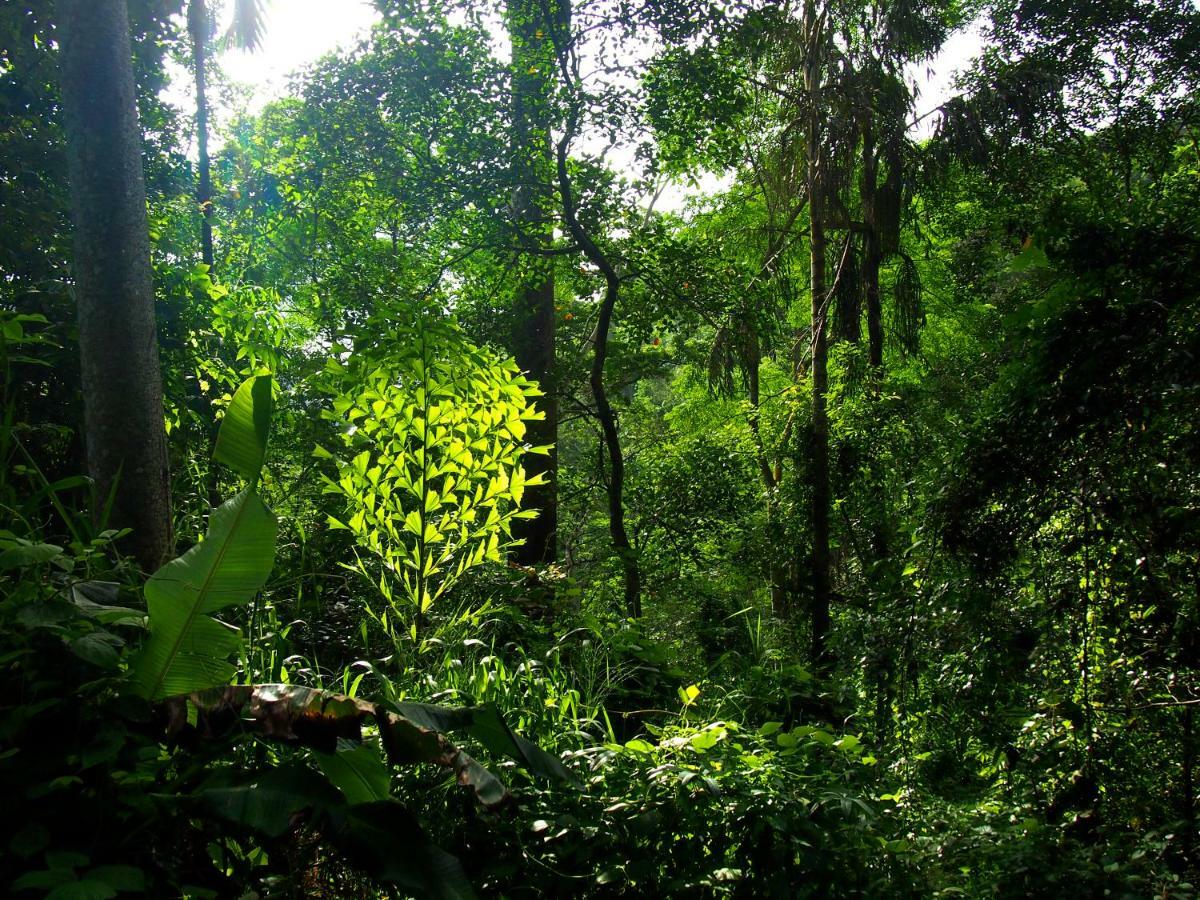 Natural Mystic Sanctuary Денияйя Экстерьер фото